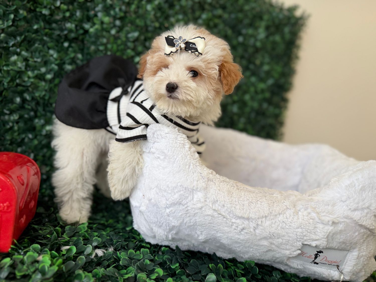 Tiny Malti-Poo Female   10 weeks old      Ref#1138