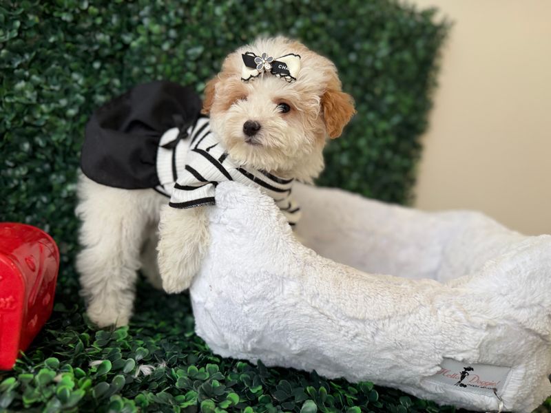 Tiny Malti-Poo Female   10 weeks old      Ref#1138