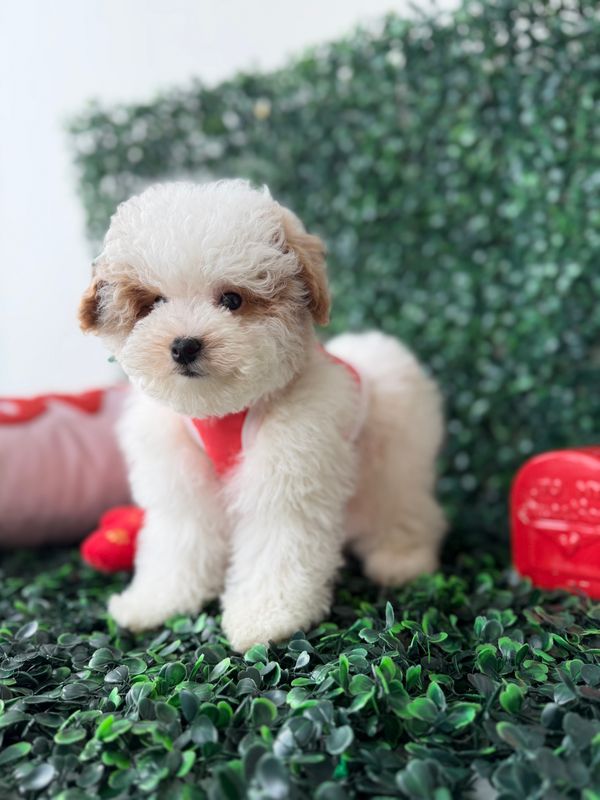Tiny Malti-Poo Male   10 weeks old     Ref#1137