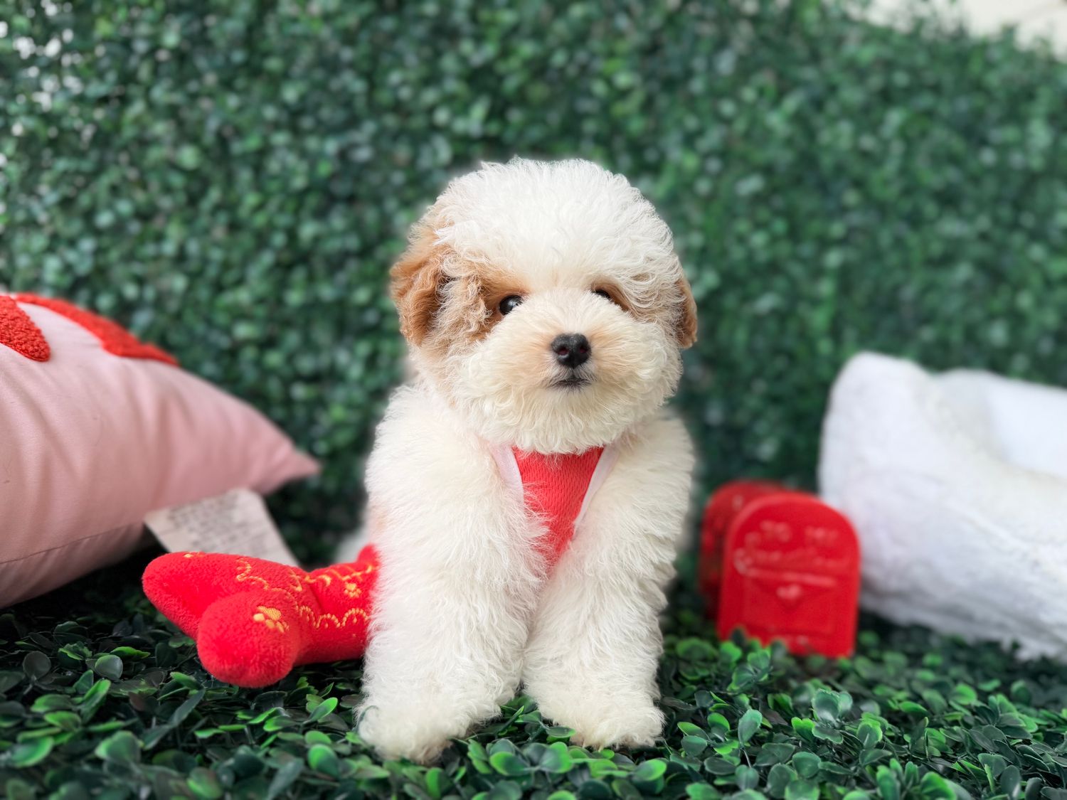 Tiny Malti-Poo Male   10 weeks old     Ref#1137