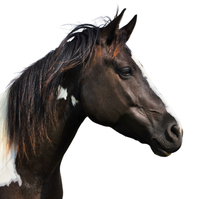 Cheval