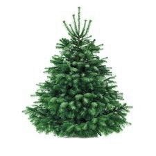 Nobilis 150/175 cm