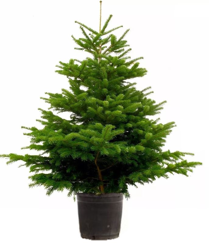 Nordmann en Pot conteneur HT 125/150 cm