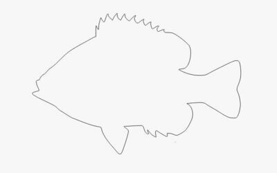 Sun Fish Shape