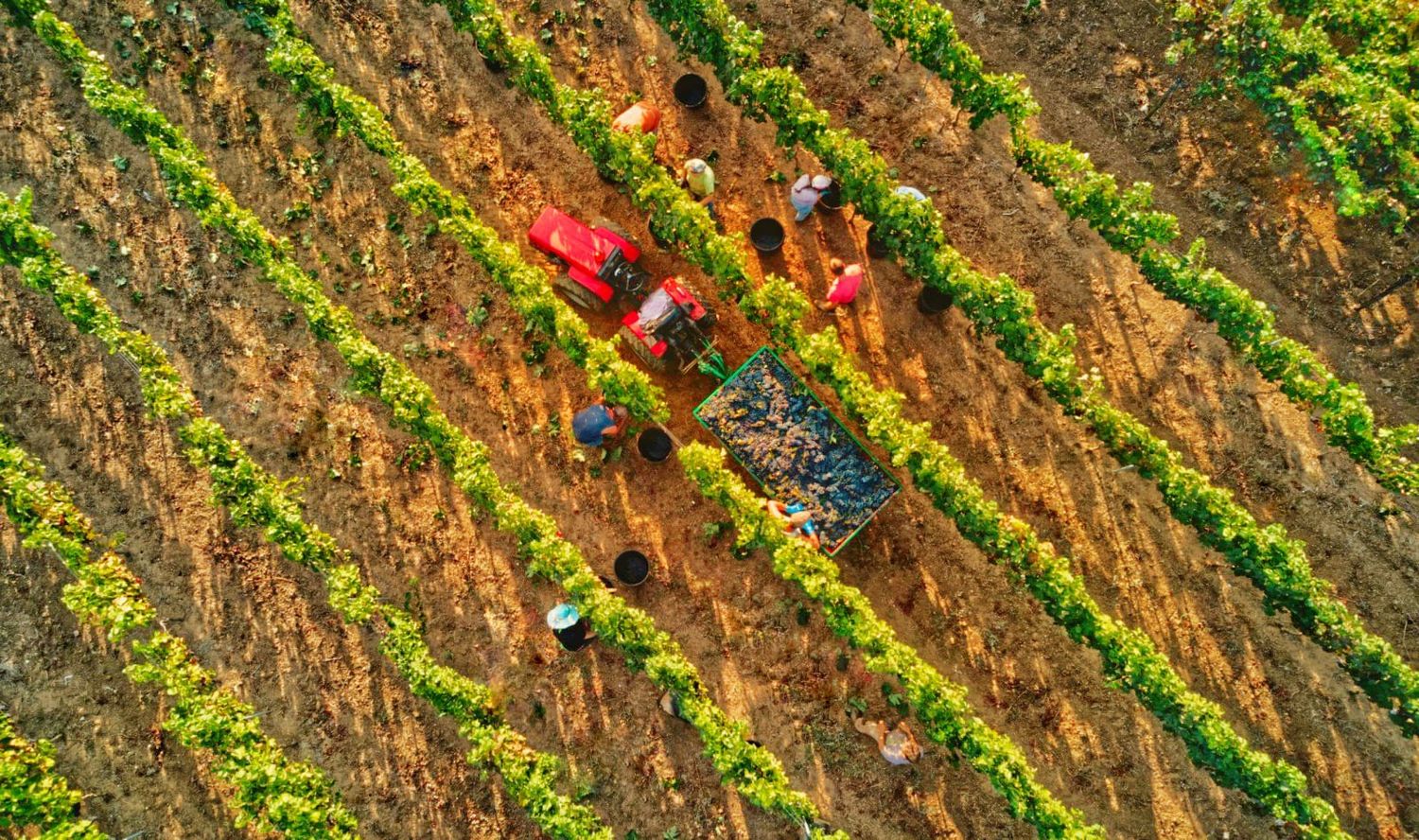 Marulli Vini, &quot;Tra Vigna e Cantina&quot; Tour (Minimum 4 people)