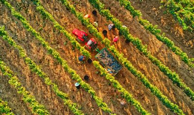 Marulli Vini, &quot;Tra Vigna e Cantina&quot; Tour (Minimum 4 people)