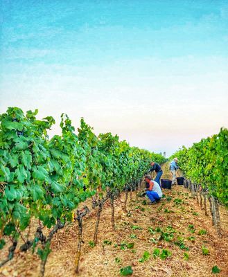 Marulli Vini &quot;Selezione Tour&quot; (Minimum 4 people)
