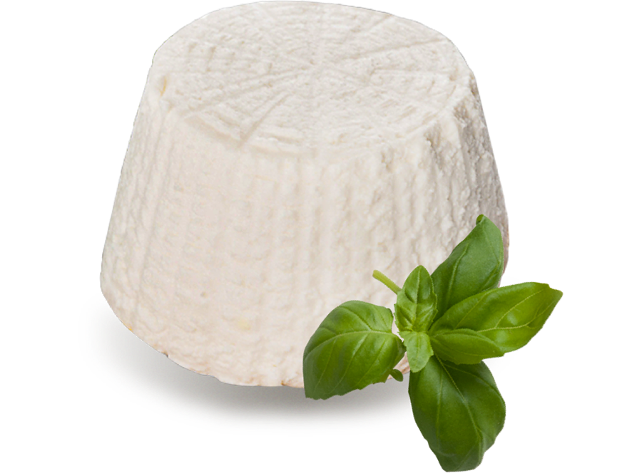 RICOTTA