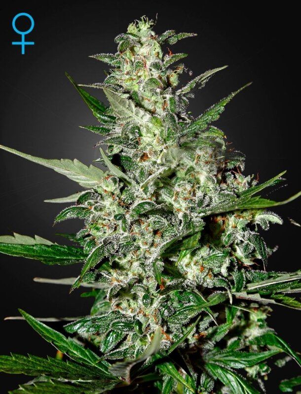 5 UND FEM - SUPER CRITICAL AUTO FLOWERING