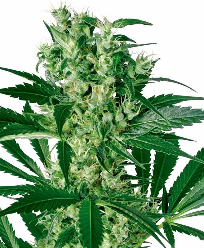 10 UND FEM - X-HAZE 10 UND FEM - X-HAZE