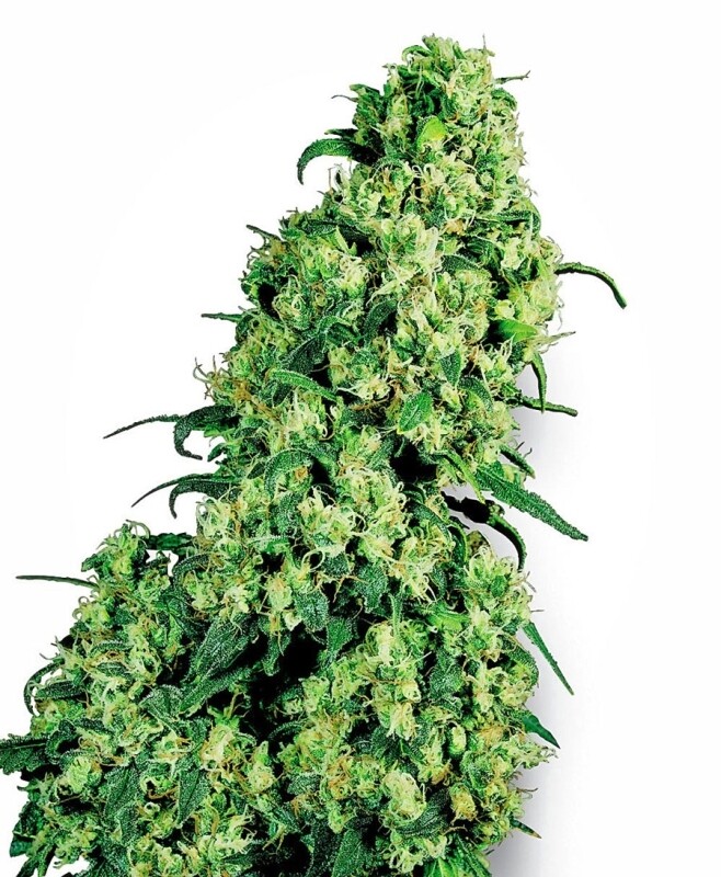 10 UND FEM - SKUNK # 1 WHITE LABEL