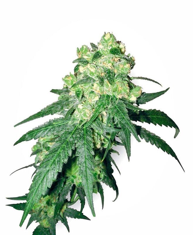 10 UND REG - WHITE LABEL RHINO