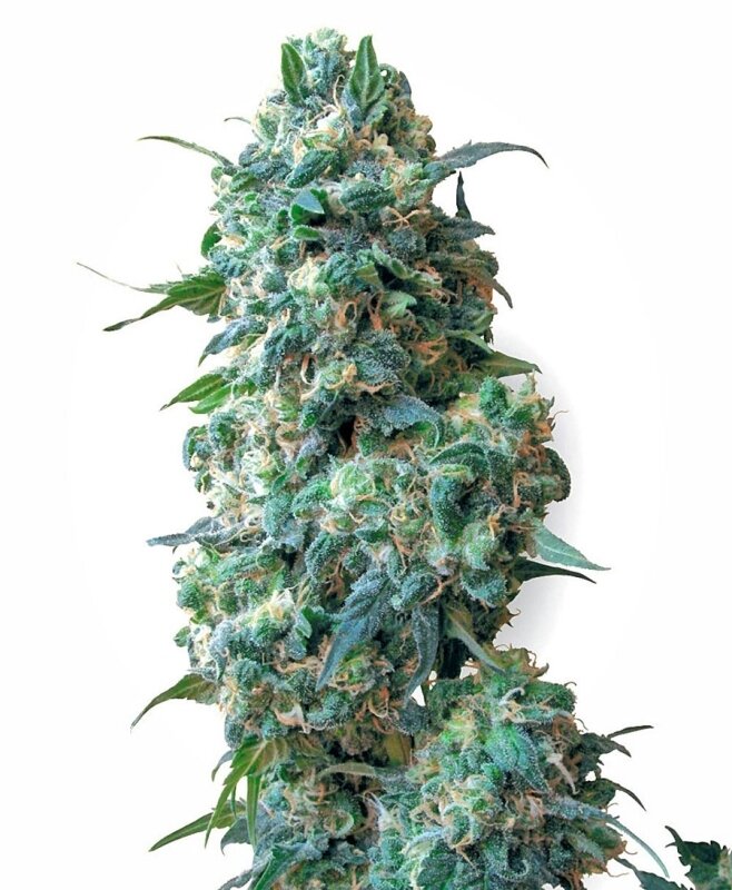 10 UND REG - AFGHAN KUSH