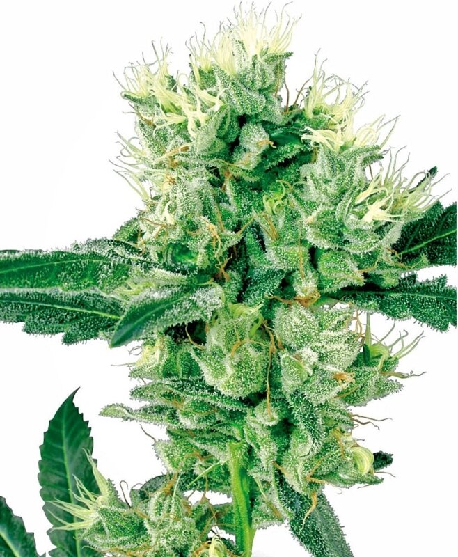 10 UND REG - WHITE HAZE