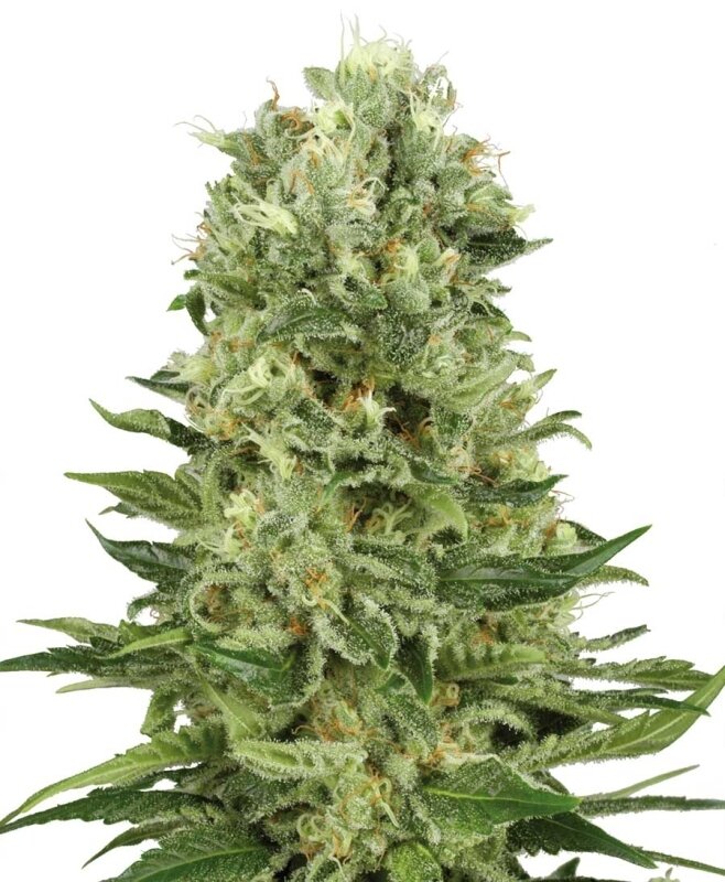 10 UND FEM - SKUNK# 1 AUTOMATIC