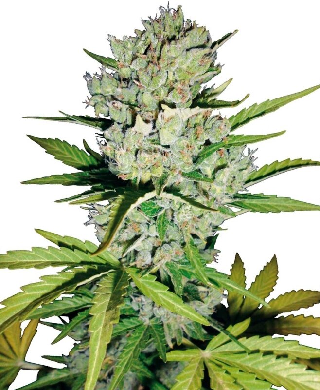 3 UND FEM - SUPER SKUNK AUTO WHITE LABEL