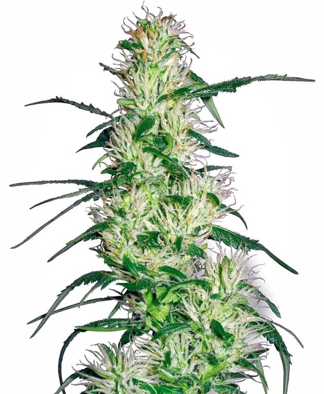 3 UND FEM - PURPLE HAZE