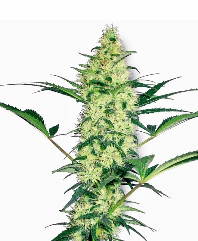 3 UND FEM - WHITE DIESEL