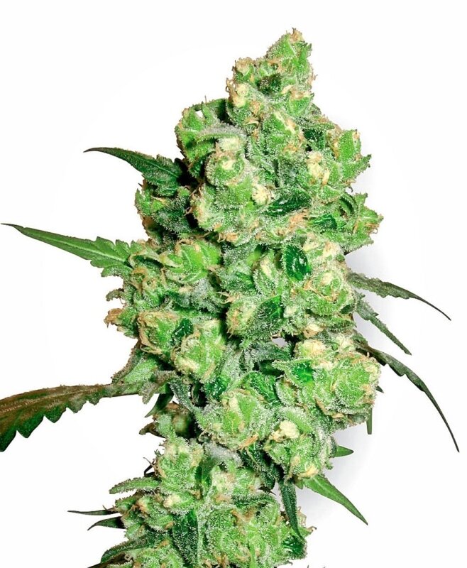 3 UND FEM - SUPER SKUNK WHITE LABEL