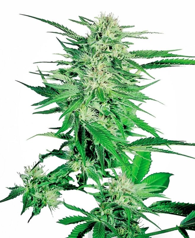 25 UND FEM - BIG BUD