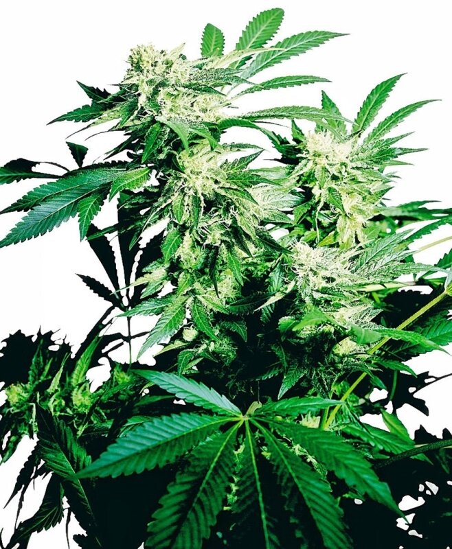 10 UND FEM - SKUNK KUSH