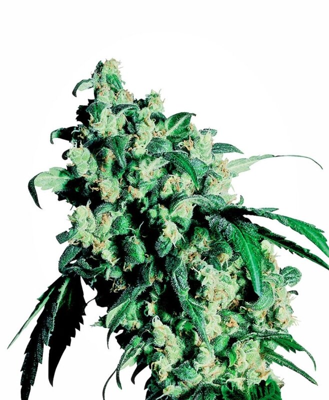 3 UND FEM - SUPER SKUNK