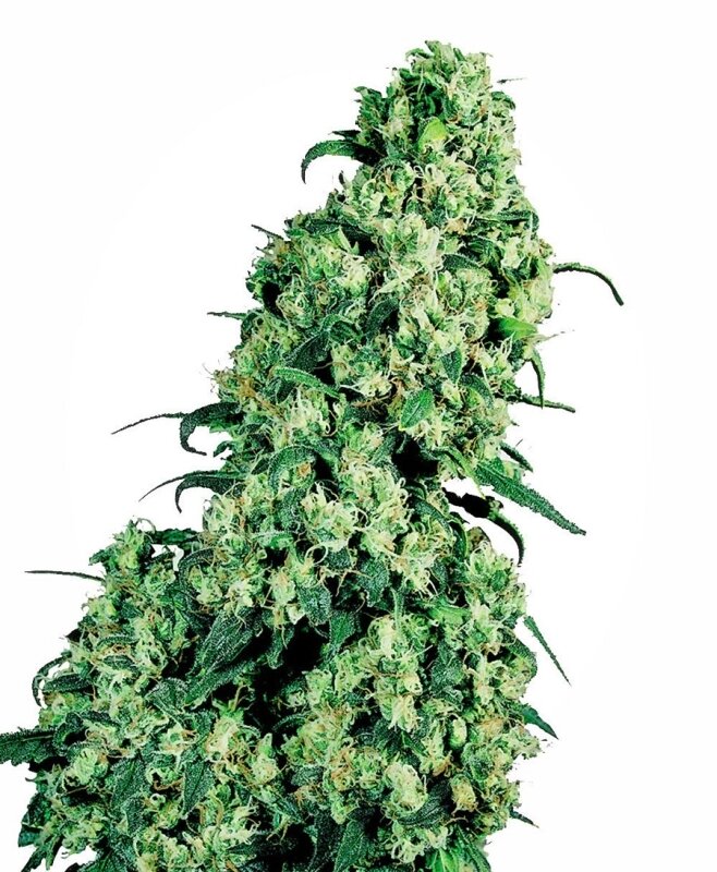 3 UND FEM - SKUNK #1