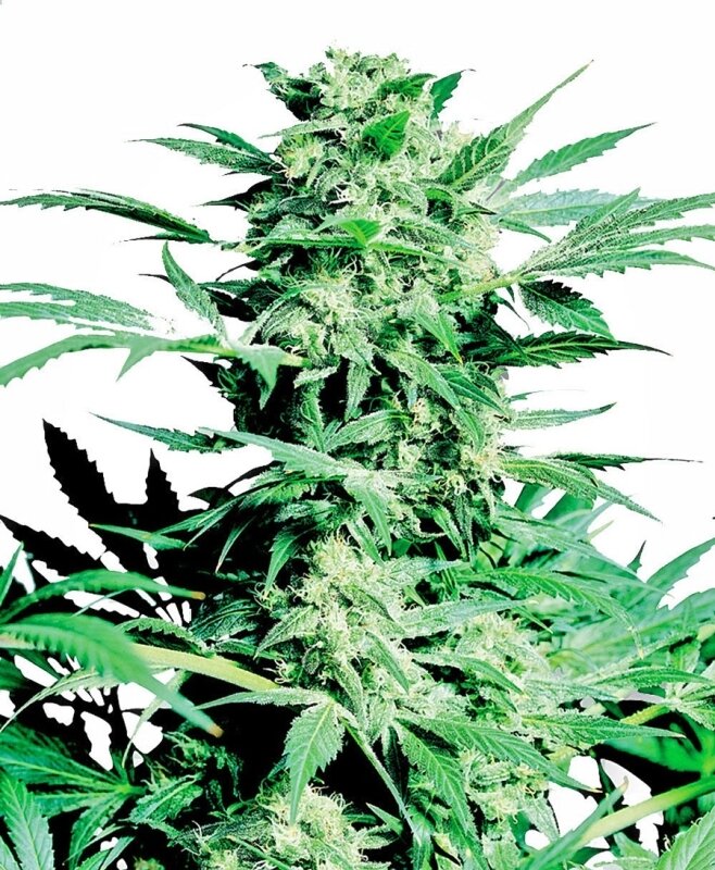 10 UND FEM - SHIVA SKUNK