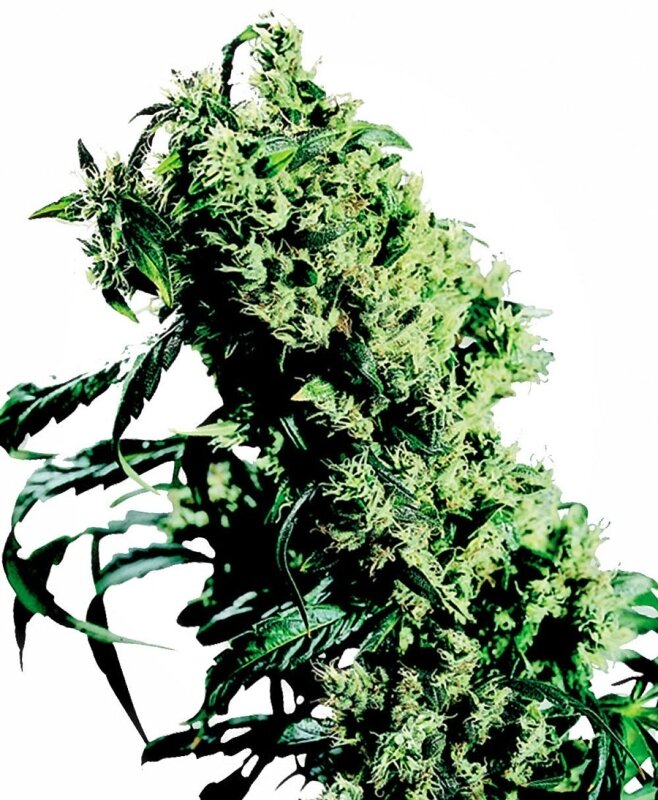 10 UND FEM - NORTHERN LIGHTS # 5 X HAZE