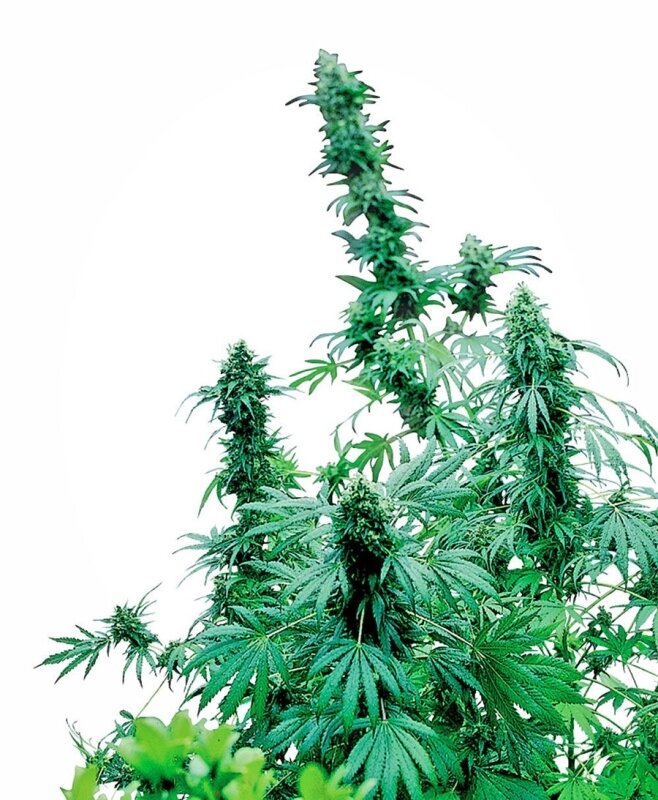 10 UND FEM - EARLY SKUNK