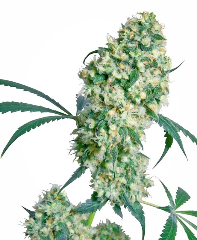 10 UND REG - ED ROSENTHAL SUPER BUD®