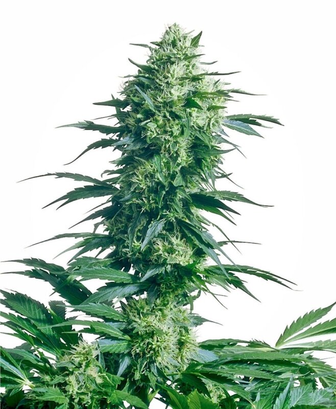 10 UND REG - MOTHER'S FINEST®