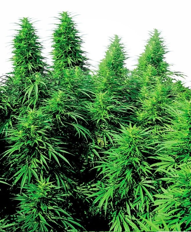 10 UND REG - RUDERALIS SKUNK®