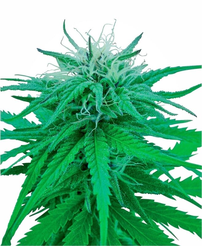 10 UND REG - RUDERALIS INDICA®
