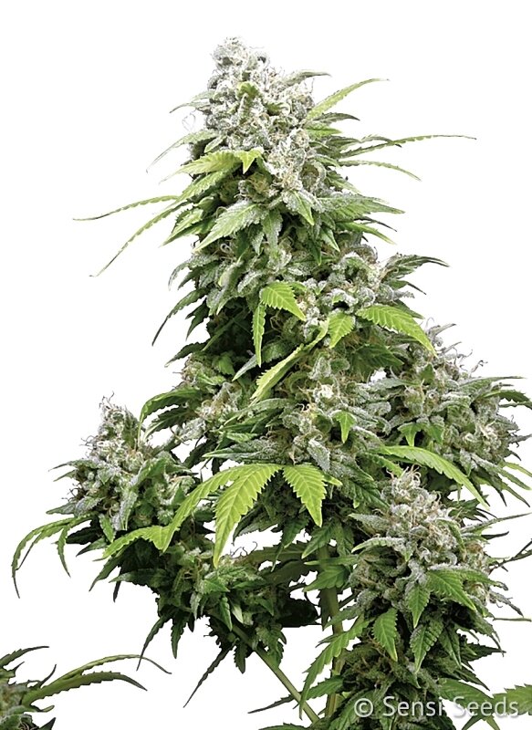 10 UND REG - CALIFORNIA INDICA®