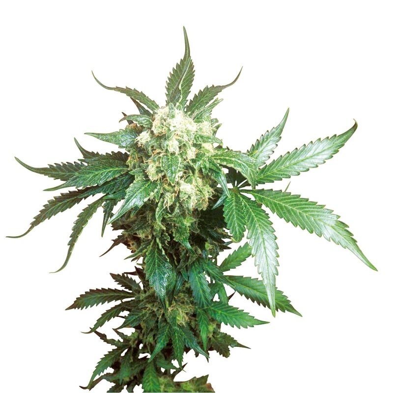 10 UND REG - BLACK DOMINA®