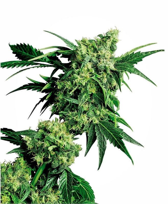 10 UND REG - MR. NICE G13 X HASH PLANT®