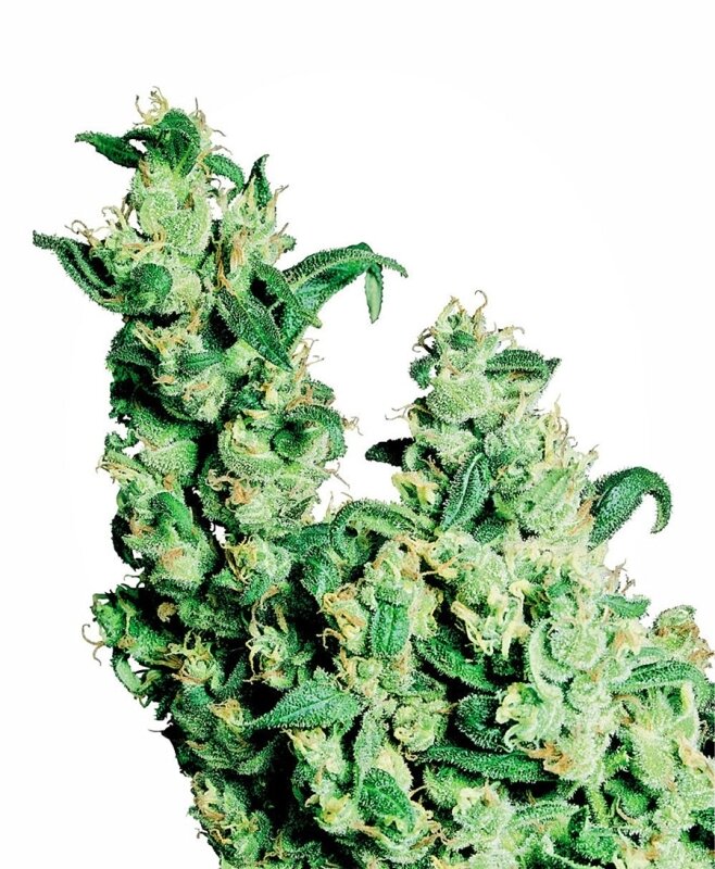 10 UND REG - JACK HERER®