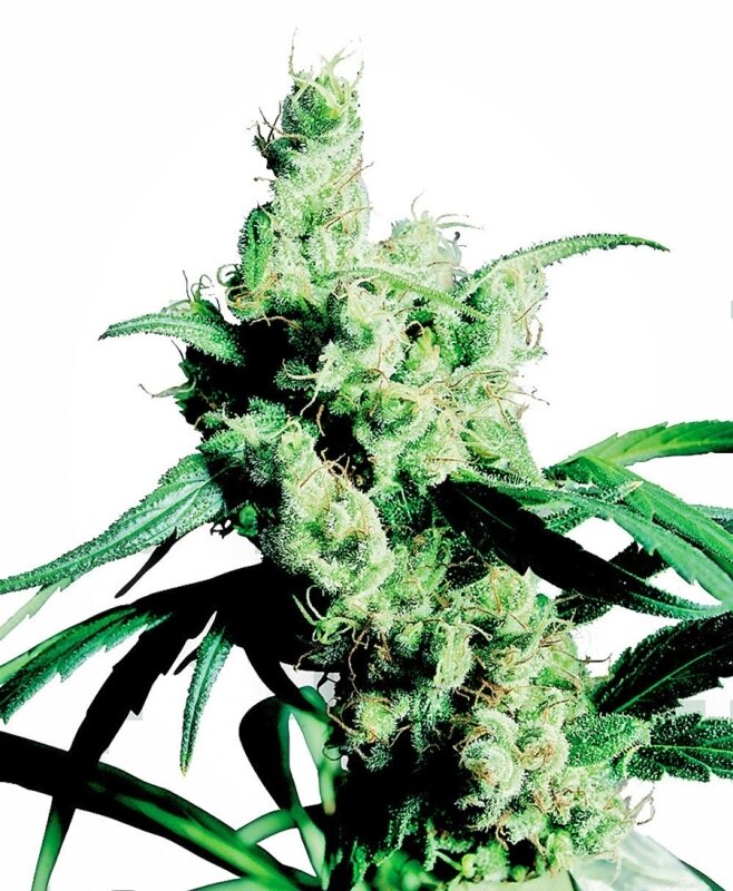 10 UND REG - SILVER HAZE®