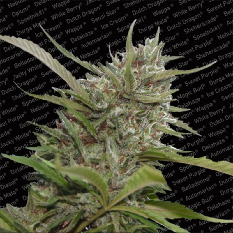 10 UND FEM - AUTO WHITE BERRY