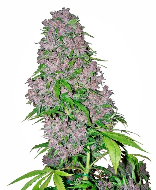 10 UND FEM - PURPLE BUD