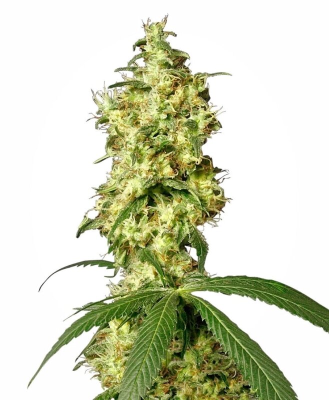 10 UND FEM - WHITE WIDOW AUTO WHITE LABEL