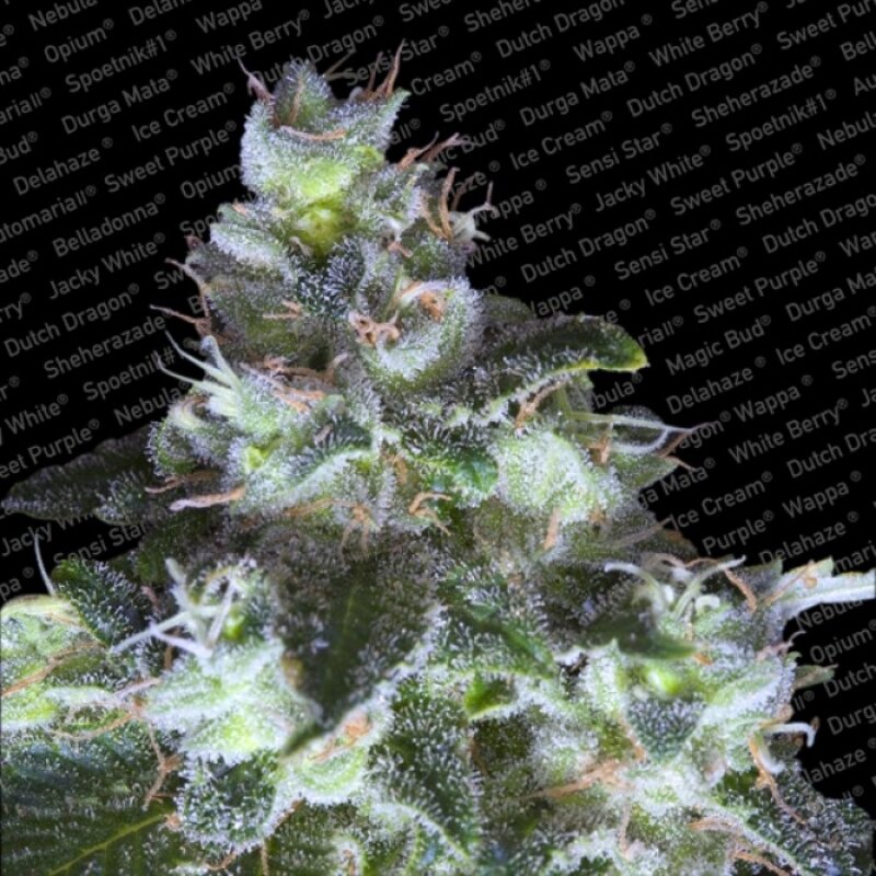 10 UND FEM - ORIGINAL WHITE WIDOW