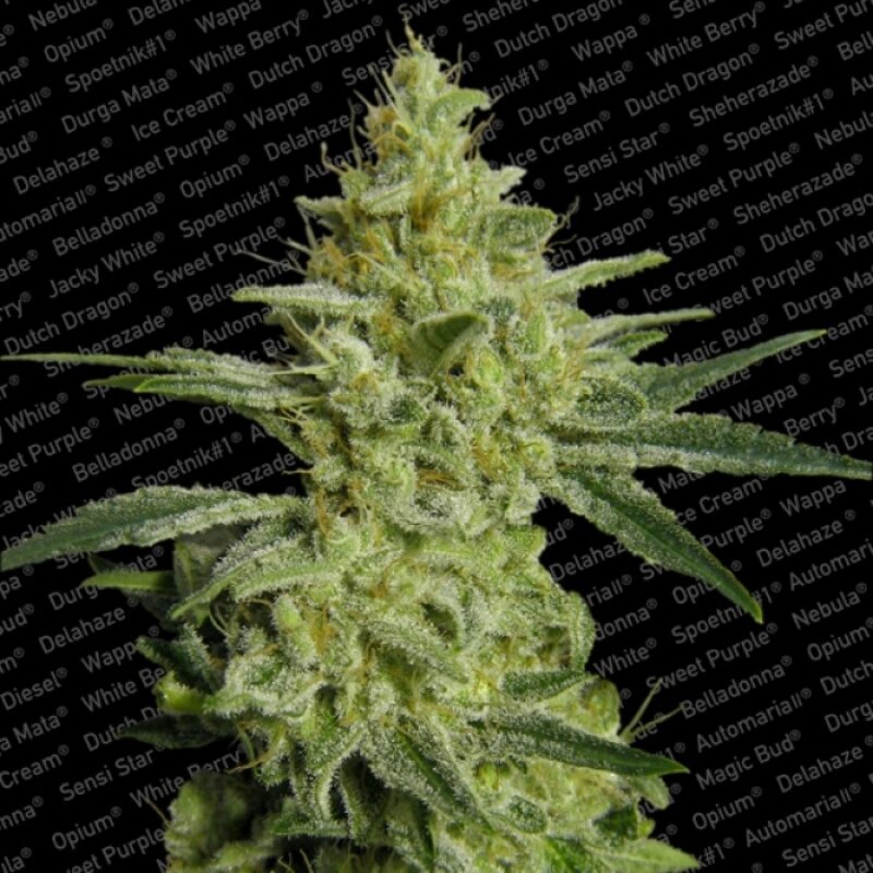 10 UND FEM - ALLKUSH