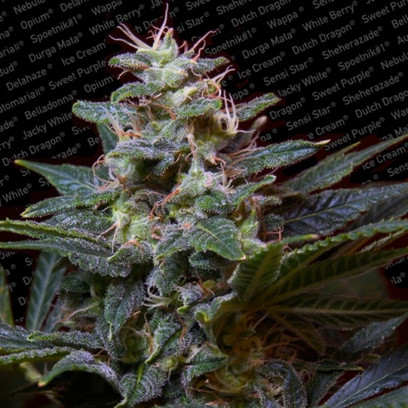 5 UND FEM - SWEET PURPLE