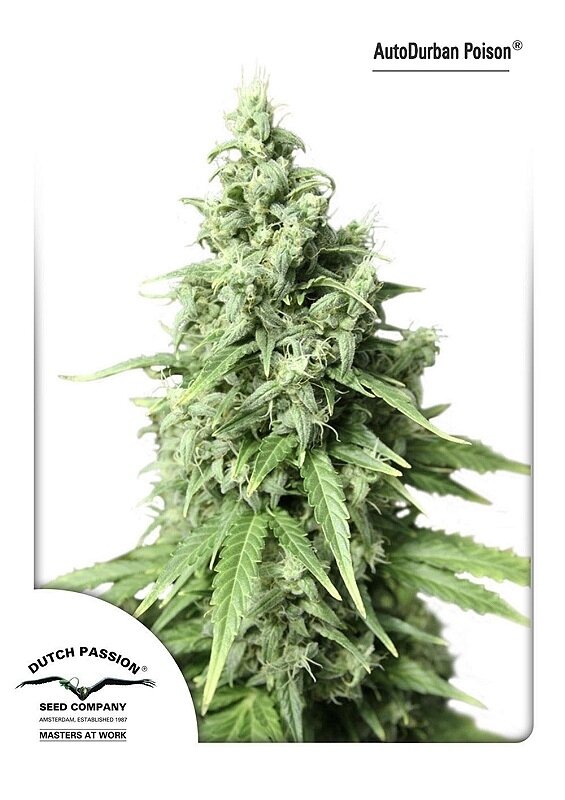 7 UND FEM - AUTO DURBAN POISON