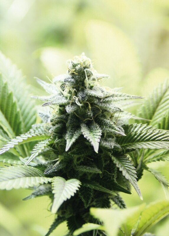 5 UND FEM -  INDICA CREAM