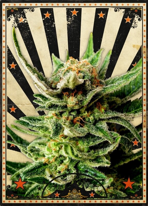 10 UND FEM -GYPSY KUSH