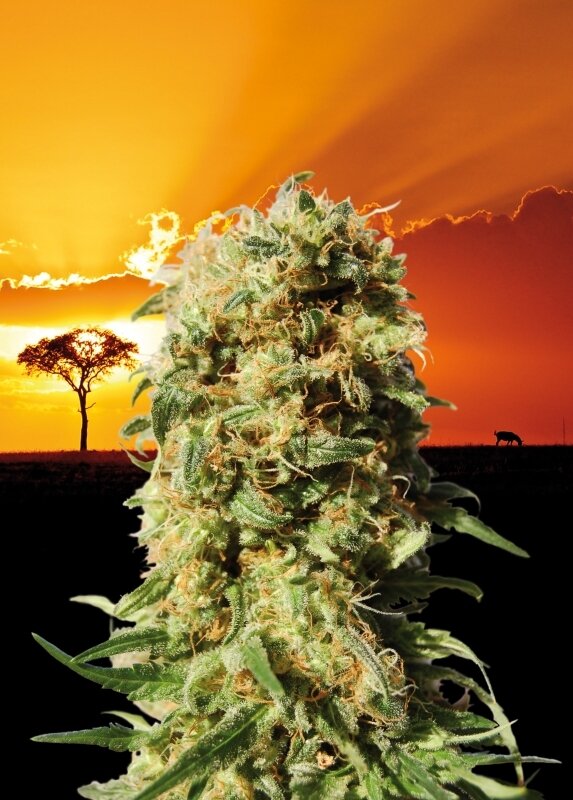 5 UND FEM - LA REINA DE AFRICA aka KABOOM