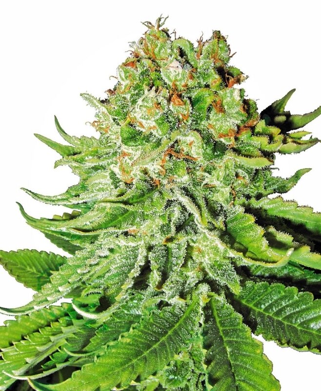 3 UND FEM - NORTHERN LIGHTS AUTO WHITE LABEL